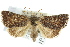  ( - 10ANIC-06284)  @15 [ ] CreativeCommons - Attribution (2010) CBG Photography Group Centre for Biodiversity Genomics