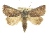  ( - 10ANIC-06285)  @15 [ ] CreativeCommons - Attribution (2010) CBG Photography Group Centre for Biodiversity Genomics