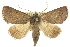  ( - 10ANIC-06286)  @15 [ ] CreativeCommons - Attribution (2010) CBG Photography Group Centre for Biodiversity Genomics