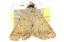  ( - 10ANIC-06289)  @13 [ ] CreativeCommons - Attribution (2010) CBG Photography Group Centre for Biodiversity Genomics