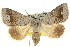  ( - 10ANIC-06292)  @15 [ ] CreativeCommons - Attribution (2010) CBG Photography Group Centre for Biodiversity Genomics