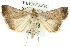  ( - 10ANIC-06296)  @13 [ ] CreativeCommons - Attribution (2010) CBG Photography Group Centre for Biodiversity Genomics