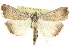  ( - 10ANIC-06297)  @13 [ ] CreativeCommons - Attribution (2010) CBG Photography Group Centre for Biodiversity Genomics