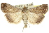  ( - 10ANIC-06298)  @15 [ ] CreativeCommons - Attribution (2010) CBG Photography Group Centre for Biodiversity Genomics