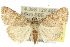  ( - 10ANIC-06316)  @15 [ ] CreativeCommons - Attribution (2010) CBG Photography Group Centre for Biodiversity Genomics