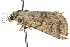  ( - 10ANIC-06317)  @13 [ ] CreativeCommons - Attribution (2010) CBG Photography Group Centre for Biodiversity Genomics