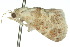  ( - 10ANIC-06465)  @13 [ ] CreativeCommons - Attribution (2010) CBG Photography Group Centre for Biodiversity Genomics