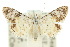  ( - 10ANIC-06487)  @11 [ ] CreativeCommons - Attribution (2010) CBG Photography Group Centre for Biodiversity Genomics