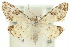 (Araeopteron epiphracta - 10ANIC-06488)  @15 [ ] CreativeCommons - Attribution (2010) CBG Photography Group Centre for Biodiversity Genomics