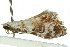  ( - 10ANIC-06489)  @11 [ ] CreativeCommons - Attribution (2010) CBG Photography Group Centre for Biodiversity Genomics