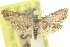 (Araeopteron pleurotypa - 10ANIC-06500)  @11 [ ] CreativeCommons - Attribution (2010) CBG Photography Group Centre for Biodiversity Genomics