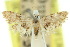 ( - 10ANIC-06501)  @11 [ ] CreativeCommons - Attribution (2010) CBG Photography Group Centre for Biodiversity Genomics