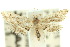  ( - 10ANIC-06502)  @14 [ ] CreativeCommons - Attribution (2010) CBG Photography Group Centre for Biodiversity Genomics