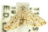  (Araeopteron sp. ANIC2 - 10ANIC-06503)  @14 [ ] CreativeCommons - Attribution (2010) CBG Photography Group Centre for Biodiversity Genomics
