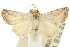  ( - 10ANIC-06532)  @14 [ ] CreativeCommons - Attribution (2010) CBG Photography Group Centre for Biodiversity Genomics