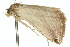  ( - 10ANIC-06533)  @13 [ ] CreativeCommons - Attribution (2010) CBG Photography Group Centre for Biodiversity Genomics