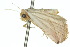  ( - 10ANIC-06534)  @13 [ ] CreativeCommons - Attribution (2010) CBG Photography Group Centre for Biodiversity Genomics