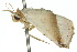  ( - 10ANIC-06537)  @13 [ ] CreativeCommons - Attribution (2010) CBG Photography Group Centre for Biodiversity Genomics