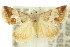  ( - 10ANIC-06546)  @14 [ ] CreativeCommons - Attribution (2010) CBG Photography Group Centre for Biodiversity Genomics