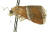  ( - 10ANIC-06547)  @12 [ ] CreativeCommons - Attribution (2010) CBG Photography Group Centre for Biodiversity Genomics
