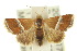  ( - 10ANIC-06548)  @15 [ ] CreativeCommons - Attribution (2010) CBG Photography Group Centre for Biodiversity Genomics