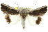  ( - 10ANIC-06559)  @14 [ ] CreativeCommons - Attribution (2010) CBG Photography Group Centre for Biodiversity Genomics
