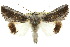  ( - 10ANIC-06560)  @15 [ ] CreativeCommons - Attribution (2010) CBG Photography Group Centre for Biodiversity Genomics