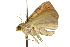  ( - 10ANIC-06566)  @13 [ ] CreativeCommons - Attribution (2010) CBG Photography Group Centre for Biodiversity Genomics