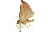  ( - 10ANIC-06567)  @13 [ ] CreativeCommons - Attribution (2010) CBG Photography Group Centre for Biodiversity Genomics
