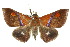  ( - 10ANIC-06594)  @15 [ ] CreativeCommons - Attribution (2010) CBG Photography Group Centre for Biodiversity Genomics