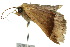  ( - 10ANIC-06596)  @13 [ ] CreativeCommons - Attribution (2010) CBG Photography Group Centre for Biodiversity Genomics