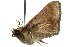  ( - 10ANIC-06599)  @13 [ ] CreativeCommons - Attribution (2010) CBG Photography Group Centre for Biodiversity Genomics