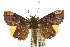  ( - 10ANIC-06666)  @15 [ ] CreativeCommons - Attribution (2010) CBG Photography Group Centre for Biodiversity Genomics