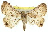  ( - 10ANIC-06705)  @11 [ ] CreativeCommons - Attribution (2010) CBG Photography Group Centre for Biodiversity Genomics