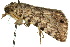  ( - 10ANIC-06706)  @13 [ ] CreativeCommons - Attribution (2010) CBG Photography Group Centre for Biodiversity Genomics