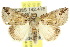  ( - 10ANIC-06731)  @15 [ ] CreativeCommons - Attribution (2010) CBG Photography Group Centre for Biodiversity Genomics