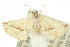  ( - 10ANIC-06771)  @12 [ ] CreativeCommons - Attribution (2010) CBG Photography Group Centre for Biodiversity Genomics