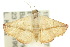  ( - 10ANIC-06772)  @14 [ ] CreativeCommons - Attribution (2010) CBG Photography Group Centre for Biodiversity Genomics
