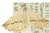  ( - 10ANIC-06773)  @13 [ ] CreativeCommons - Attribution (2010) CBG Photography Group Centre for Biodiversity Genomics
