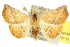  ( - 10ANIC-06784)  @15 [ ] CreativeCommons - Attribution (2010) CBG Photography Group Centre for Biodiversity Genomics