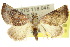  (Mataeomera mesotaenia - 10ANIC-06800)  @15 [ ] CreativeCommons - Attribution (2010) CBG Photography Group Centre for Biodiversity Genomics