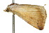  ( - 10ANIC-06811)  @12 [ ] CreativeCommons - Attribution (2010) CBG Photography Group Centre for Biodiversity Genomics