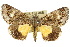  (Zalissa catocalina - 10ANIC-06822)  @15 [ ] CreativeCommons - Attribution (2010) CBG Photography Group Centre for Biodiversity Genomics