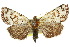  ( - 10ANIC-06838)  @15 [ ] CreativeCommons - Attribution (2010) CBG Photography Group Centre for Biodiversity Genomics