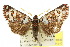  ( - 10ANIC-06839)  @11 [ ] CreativeCommons - Attribution (2010) CBG Photography Group Centre for Biodiversity Genomics