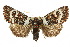 ( - 10ANIC-06840)  @15 [ ] CreativeCommons - Attribution (2010) CBG Photography Group Centre for Biodiversity Genomics