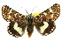 ( - 10ANIC-06846)  @15 [ ] CreativeCommons - Attribution (2010) CBG Photography Group Centre for Biodiversity Genomics