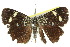  ( - 10ANIC-06864)  @14 [ ] CreativeCommons - Attribution (2010) CBG Photography Group Centre for Biodiversity Genomics