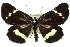  ( - 10ANIC-06881)  @15 [ ] CreativeCommons - Attribution (2010) CBG Photography Group Centre for Biodiversity Genomics