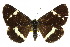  ( - 10ANIC-06882)  @11 [ ] CreativeCommons - Attribution (2010) CBG Photography Group Centre for Biodiversity Genomics